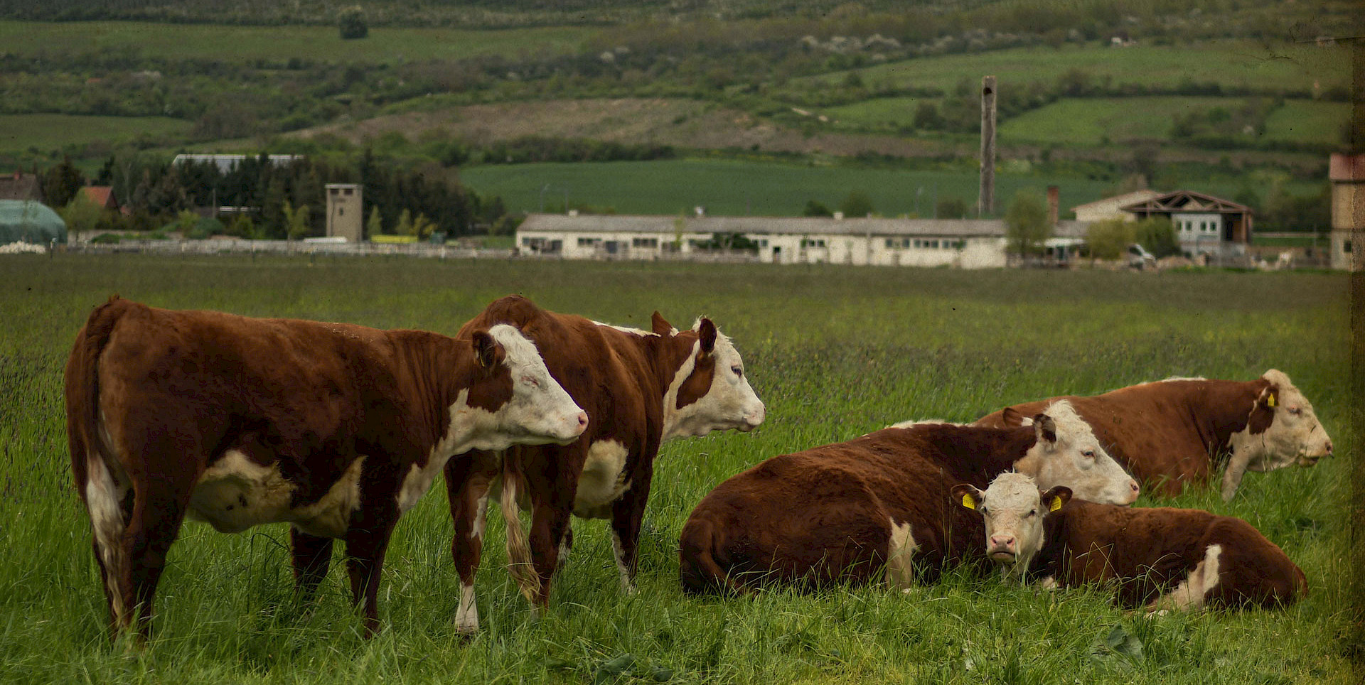 Hereford Rinder