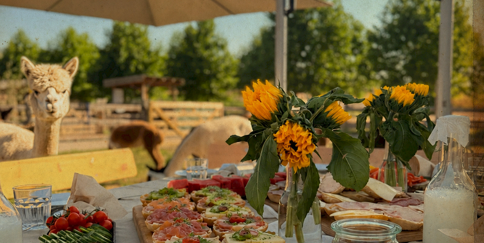 Alpaka-Picknick