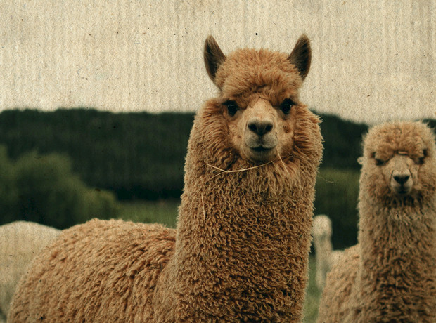 Alpakawaderung